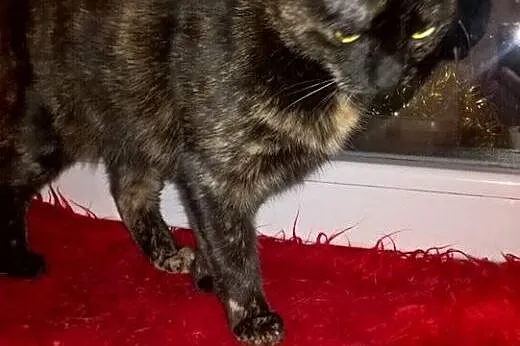 Piękna szylkretka, kotka Sisi adopcja,  śląskie Bę