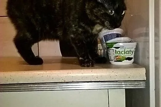Piękna szylkretka, kotka Sisi adopcja,  śląskie Bę