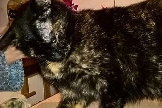 Piękna szylkretka, kotka Sisi adopcja,  śląskie Bę
