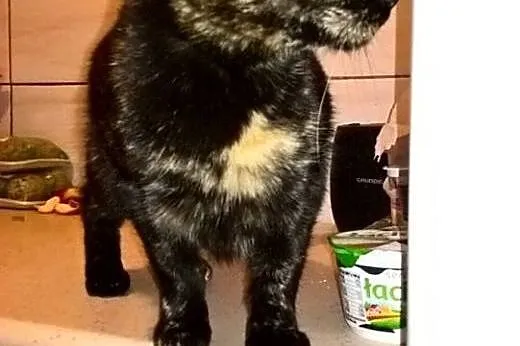 Piękna szylkretka, kotka Sisi adopcja,  śląskie Bę