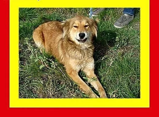 14kg,12miesięcy,przyjacielska,łagodna,kontaktowa,s