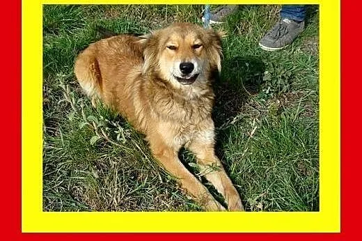 14kg,12miesięcy,przyjacielska,łagodna,kontaktowa,s