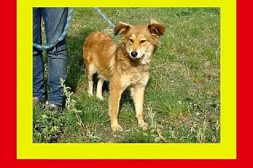 14kg,12miesięcy,przyjacielska,łagodna,kontaktowa,s