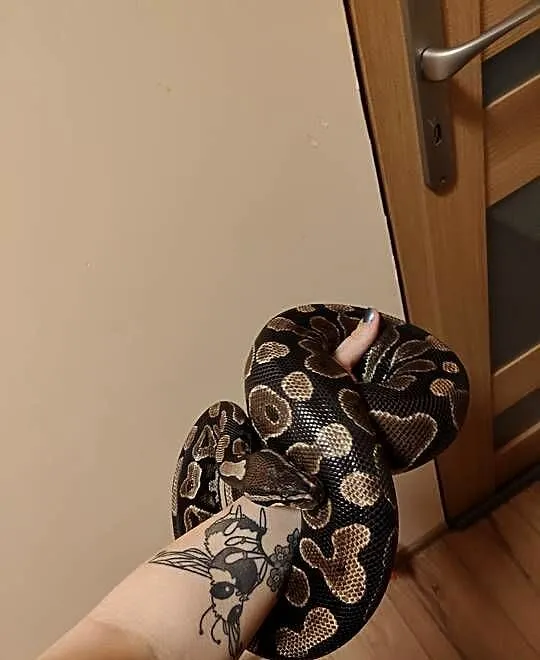 Samica classic python królewski, wąż królewski, python regius, Śląskie, Łaziska Górne
