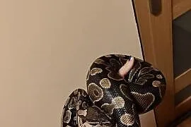 Samica classic python królewski, wąż królewski, python regius