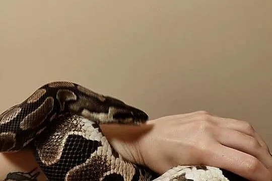 Samica classic python królewski, wąż królewski, python regius, Śląskie, Łaziska Górne