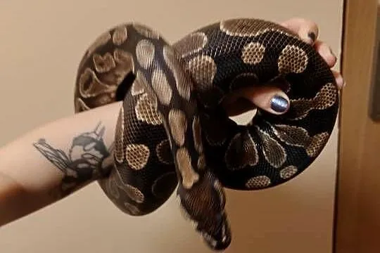 Samica classic python królewski, wąż królewski, python regius, Śląskie, Łaziska Górne