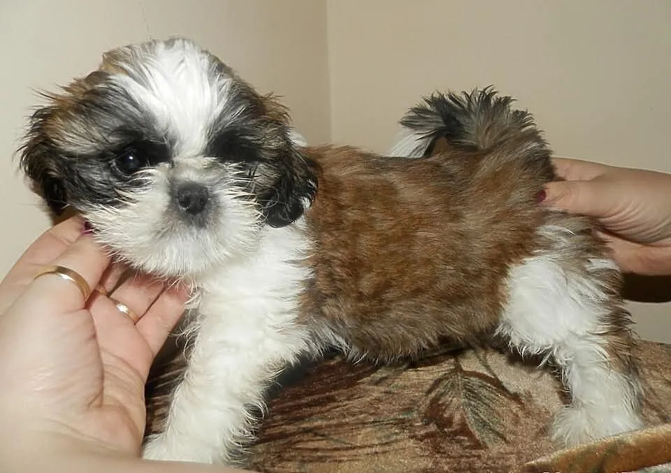 Piękny Shih Tzu