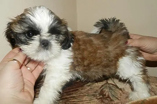 Piękny Shih Tzu