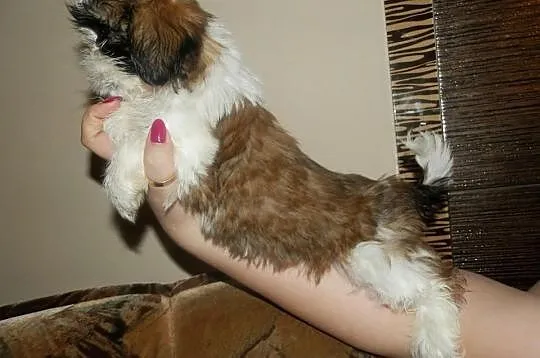 Piękny Shih Tzu