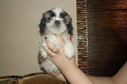 Piękny Shih Tzu