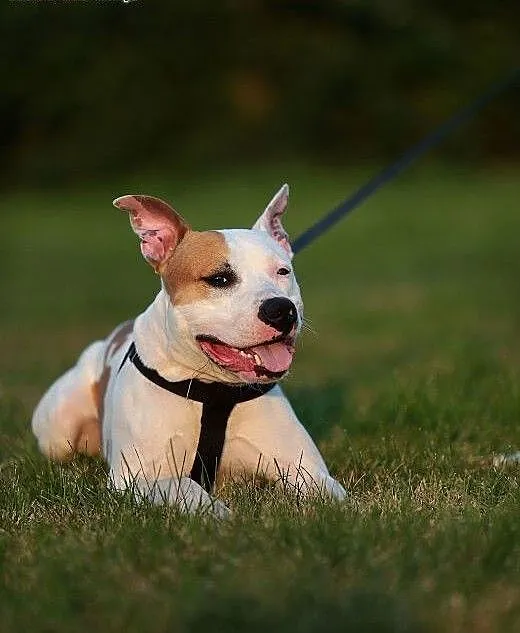 DANON vel Serek piękny amstaff czeka na dom, Amst