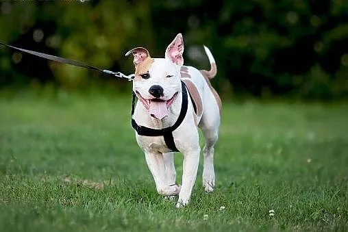 DANON vel Serek piękny amstaff czeka na dom,  Amst