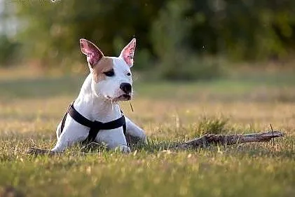 DANON vel Serek piękny amstaff czeka na dom,  Amst