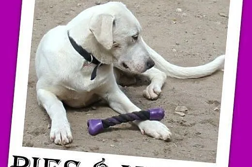 8 mies.duży,labrador mix,łagodny,przytulaśny.ADOPCJA,  dolnośląskie Wrocław