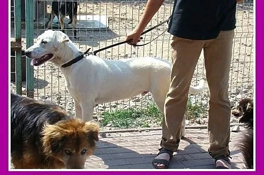 8 mies.duży,labrador mix,łagodny,przytulaśny.ADOPC