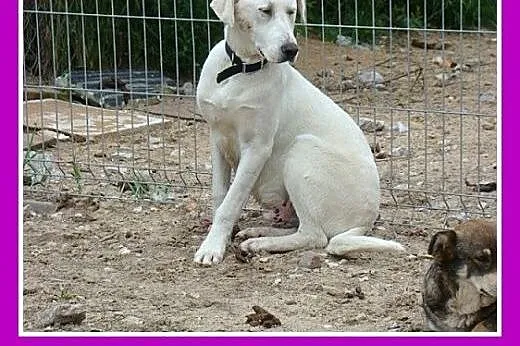 8 mies.duży,labrador mix,łagodny,przytulaśny.ADOPC