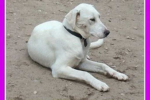 8 mies.duży,labrador mix,łagodny,przytulaśny.ADOPC