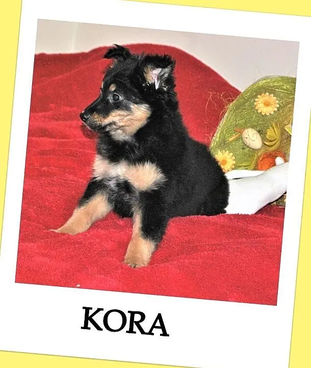 3 miesięczna,zaszczepiona,śliczna,wesoła,kontaktowa sunia KORA.Adopcja, , Wrocław