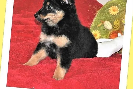 3 miesięczna,zaszczepiona,śliczna,wesoła,kontaktowa sunia KORA.Adopcja, , Wrocław