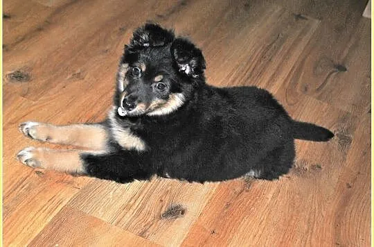 3 miesięczna,zaszczepiona,śliczna,wesoła,kontaktowa sunia KORA.Adopcja, , Wrocław