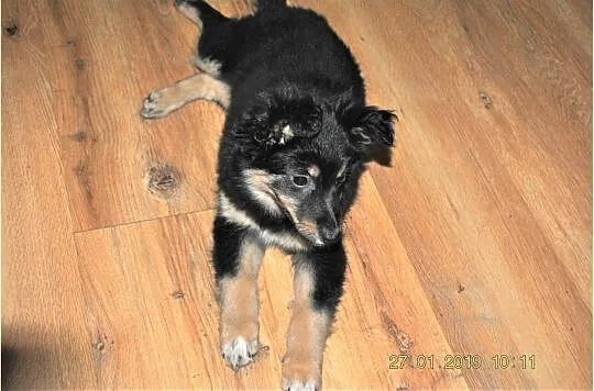3 miesięczna,zaszczepiona,śliczna,wesoła,kontaktowa sunia KORA.Adopcja, , Wrocław