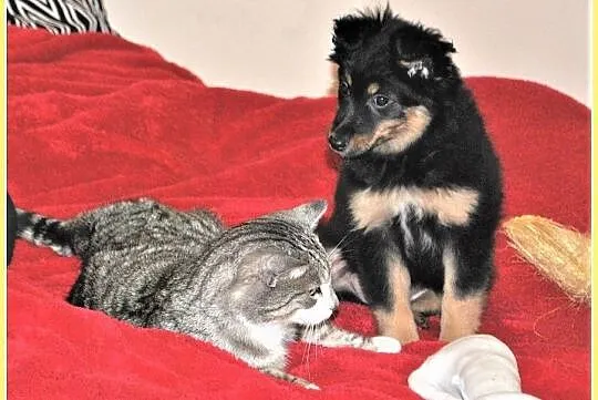 3 miesięczna,zaszczepiona,śliczna,wesoła,kontaktowa sunia KORA.Adopcja, , Wrocław