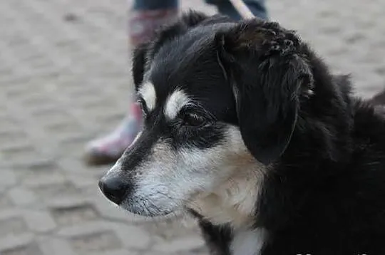 Mada szuka domu.