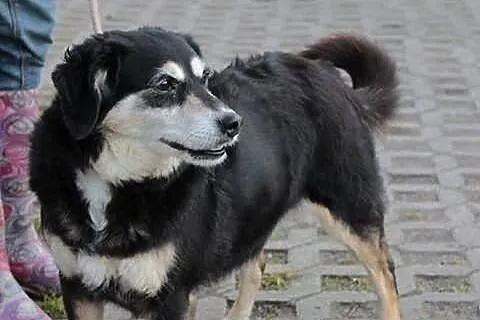 Mada szuka domu.