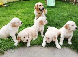 Szczenięta Golden Retrievera z certyfikatem AKC. Napisz do nas na WhatsApp: +27848239748