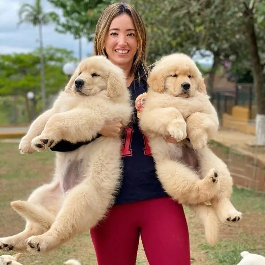Szczenięta Golden Retrievera z certyfikatem AKC. Napisz do nas na WhatsApp: +27848239748, , Helenowo-Gadomiec