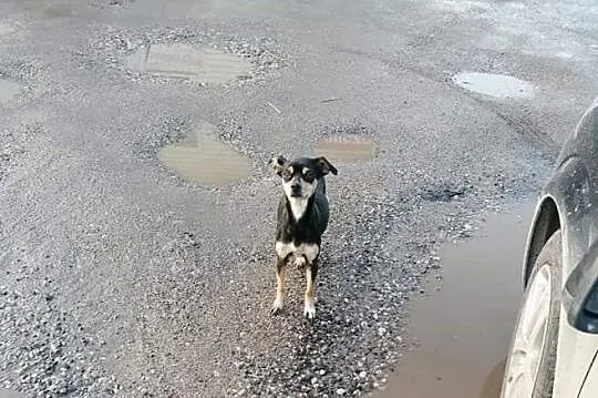 ABI – mała pinczerkowata sunia wypatruje domu, Łódzkie, Łódź