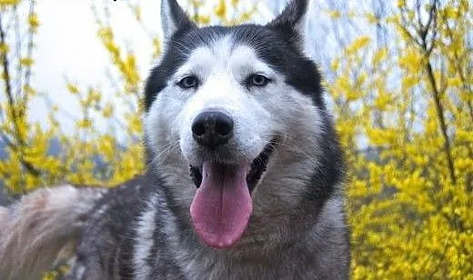 Chaber piękny, młody, łagodny, aktywny siberian hu