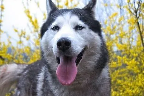 Chaber piękny, młody, łagodny, aktywny siberian hu