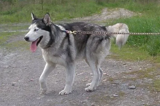 Chaber piękny, młody, łagodny, aktywny siberian hu
