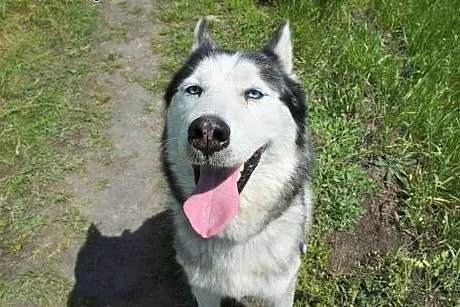 Chaber piękny, młody, łagodny, aktywny siberian hu