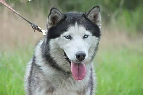 Chaber piękny, młody, łagodny, aktywny siberian hu