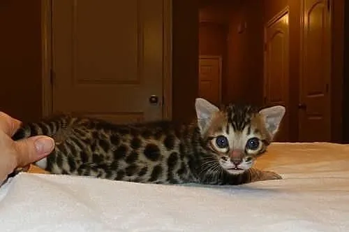 Kocięta bengalskie do przyjęcia9*/*/*