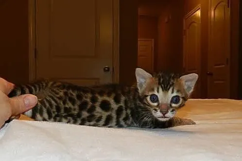 Kocięta bengalskie do przyjęcia9*/*/*