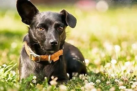 ZETKA - młoda i kochana MIKRO sunia do ADOPCJI,  ś