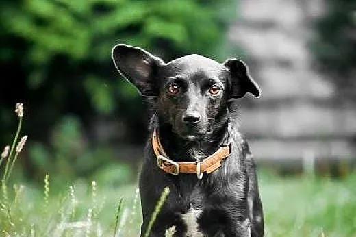 ZETKA - młoda i kochana MIKRO sunia do ADOPCJI,  ś