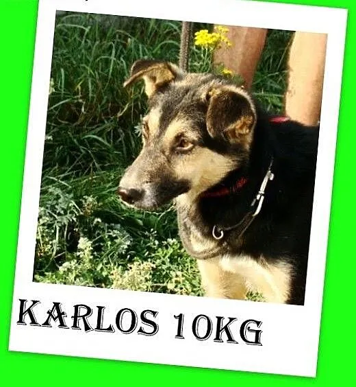 10kg,młody,wesoły,łagodny,towarzyski piesek KARLOS