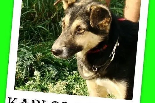 10kg,młody,wesoły,łagodny,towarzyski piesek KARLOS