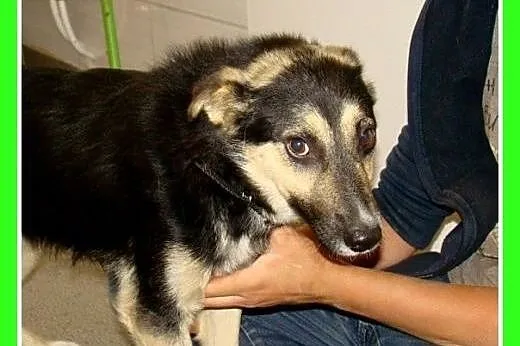 10kg,młody,wesoły,łagodny,towarzyski piesek KARLOS