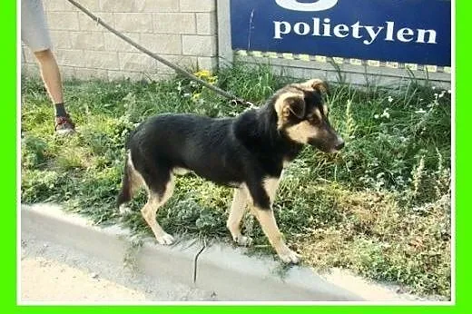 10kg,młody,wesoły,łagodny,towarzyski piesek KARLOS
