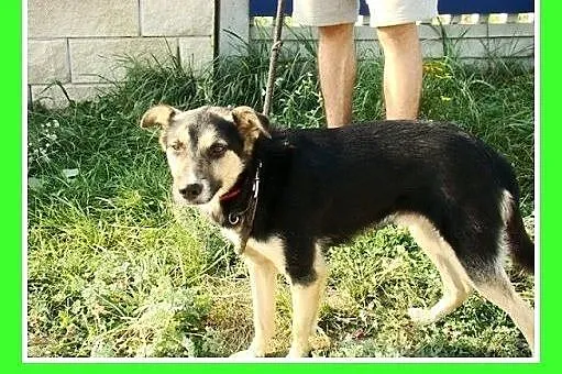 10kg,młody,wesoły,łagodny,towarzyski piesek KARLOS