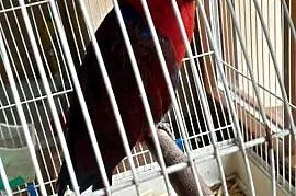 Sprzedam samice lory
