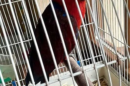 Sprzedam samice lory