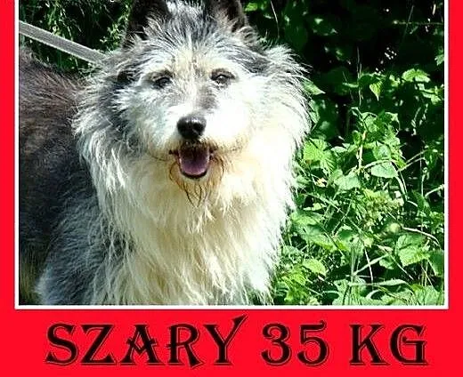 Owczarek pikardyjski mix,duży,przyjazny,odważny pi