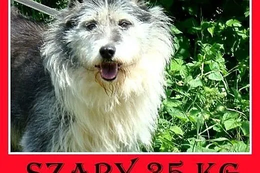 Owczarek pikardyjski mix,duży,przyjazny,odważny pi